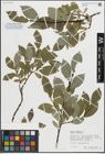 Foto von Salix hastata subsp. hastata L.